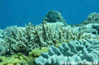 Corail