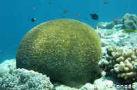 Corail