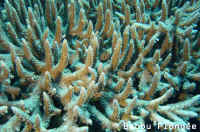 Corail