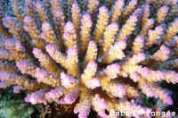 Corail