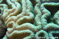 Corail