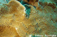 Corail