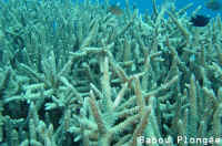 Corail