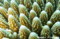 Corail