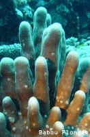 Corail