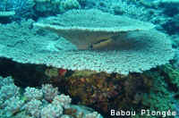 Corail