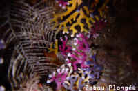 Corail