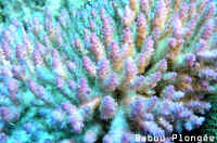Corail