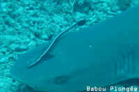 Requin  pointe blanche du lagon
