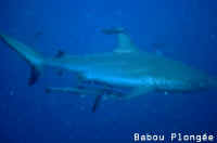 Requin gris